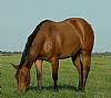 new mares 082_small.jpg